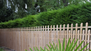 Haie de thuyas avec palissade